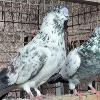 کبوتر  قاره و قوچی|پرنده|قائم‌شهر, |دیوار