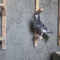 خوشرنگ‌افشون