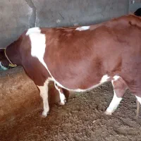 گاو.آبستن.وگوساله.ماده.سمیتال