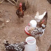 فروش یا معاوضه مرغ و خروس گلین لری