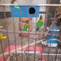 طوطی|پرنده|شیراز, شهرک والفجر|دیوار