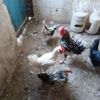 خروس فروشی