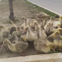 جوجه غاز وغوغاز