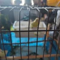 مرغ عشق|پرنده|تهران, قصر فیروزه ۱|دیوار