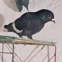 نر سه رک کمری پاکستانی