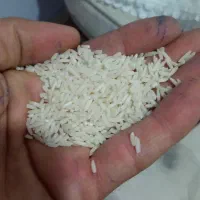 برنج آستانه اشرفیه