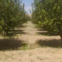 ۱هکتار باغ  نقد و اقساط|فروش دفتر صنعتی، کشاورزی، تجاری|مراغه, |دیوار