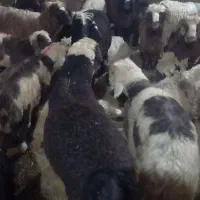 گوسفند زنده.نذری.چک.|حیوانات مزرعه|اصفهان, دستگرده|دیوار
