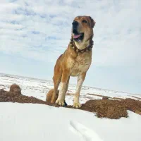 سگ گله ای سن ۴سالشه نیشای بالا شکسته|سگ|سبزوار, توحیدشهر|دیوار