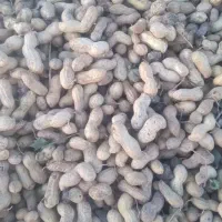 بادام زمینی