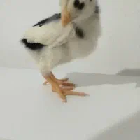 لاری افغان و برهما