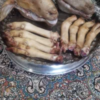 کله پاچه وسیرابی پاک کردن
