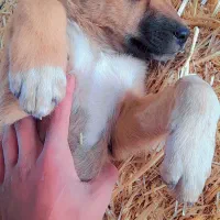 واگذاری یک عدد توله‌سگ‌ماده ژرمن-سرابی سالم وباهوش|سگ|یزد, |دیوار