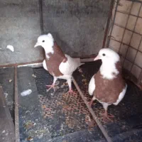 دو جفت طوقی ب ضمانت تخم و جوجه|پرنده|بیرجند, |دیوار