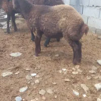 بره|حیوانات مزرعه|بندر ترکمن, |دیوار