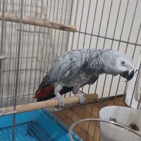 کاسکو ماده تست دار رام کلام بالا