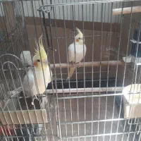 عروس هلندی مولد لوتینو