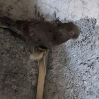 سرور دم سفید ماده