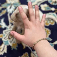 واگذاری سگ جیبی|سگ|مشهد, زمرد|دیوار