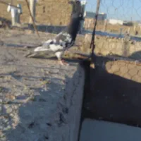 کبوتر پرشی نابلد۵ نر جنگی