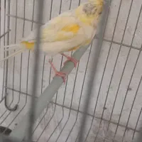 سهره