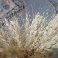 بذر گندم دیم گریت