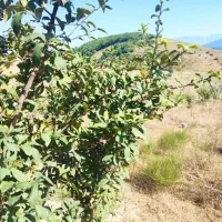 باغ ییلاقی|فروش زمین و ملک کلنگی|فریم, |دیوار