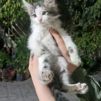 یه گربه ناز و خونگی
