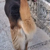ژرمن نر