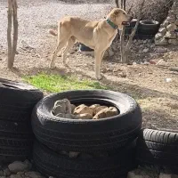 واگذاری پژدر|سگ|نورآباد ممسنی, |دیوار