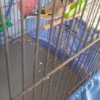 سهره|پرنده|تهران, افسریه جنوبی|دیوار