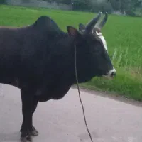 ورزا گاو نر چالوسی