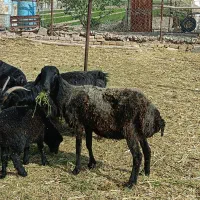 چهارتا میش سه تا بره عالی پرواری درجه 1