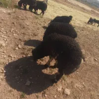۵ راس بره لری