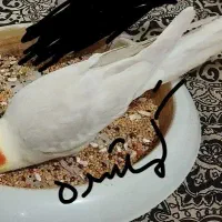 طوطی گمشده