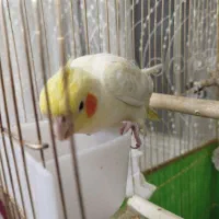 عروس هلندی ماده و سر حال|پرنده|زنجان, |دیوار