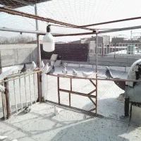 سلام خدمت دوستان