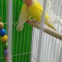 طوطی برزیلی|پرنده|مشهد, انصار|دیوار