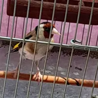 سهره جوجه قفس جفتی مست|پرنده|کرمانشاه, |دیوار
