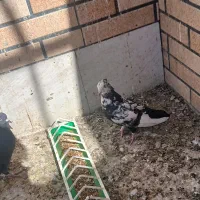 کفتر خوشکل خوش استایل|پرنده|کرمان, |دیوار