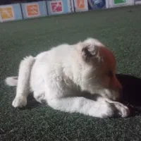 توله سگ افغان