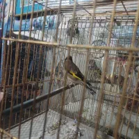 سهره قناری|پرنده|اردبیل, |دیوار