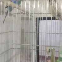 فروش مرغ عشق نروماده|پرنده|شاهین‌شهر, گرگاب|دیوار