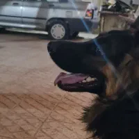 سگ ژرمن شولاین|سگ|شاهین‌شهر, حافظ شمالی|دیوار