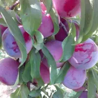 نهال آلو سانتریزه میوه درشت و طعم فوق‌العاده