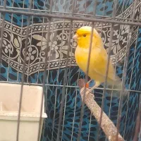 قناری ماده|پرنده|هشتگرد, فاز ۷ مهستان|دیوار