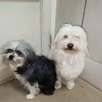 با درود (فروشی) هر دو تا ماده هستند(توضیحات مهمه)