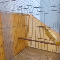 قناری نر و ماده