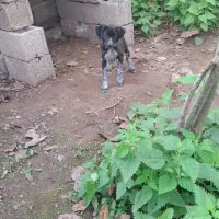 سگ شکاری ماده