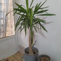 یوفا تنه دار گل زیبا